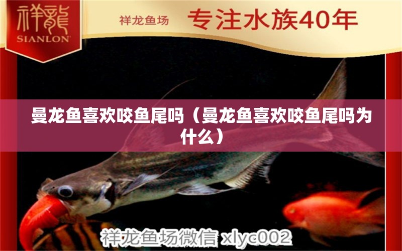 曼龍魚喜歡咬魚尾嗎（曼龍魚喜歡咬魚尾嗎為什么） 廣州龍魚批發(fā)市場(chǎng)