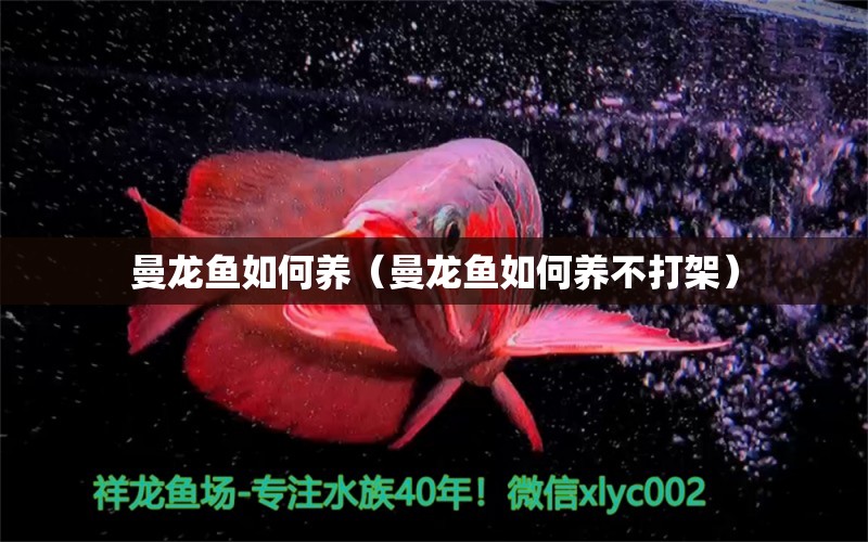 曼龍魚(yú)如何養(yǎng)（曼龍魚(yú)如何養(yǎng)不打架）