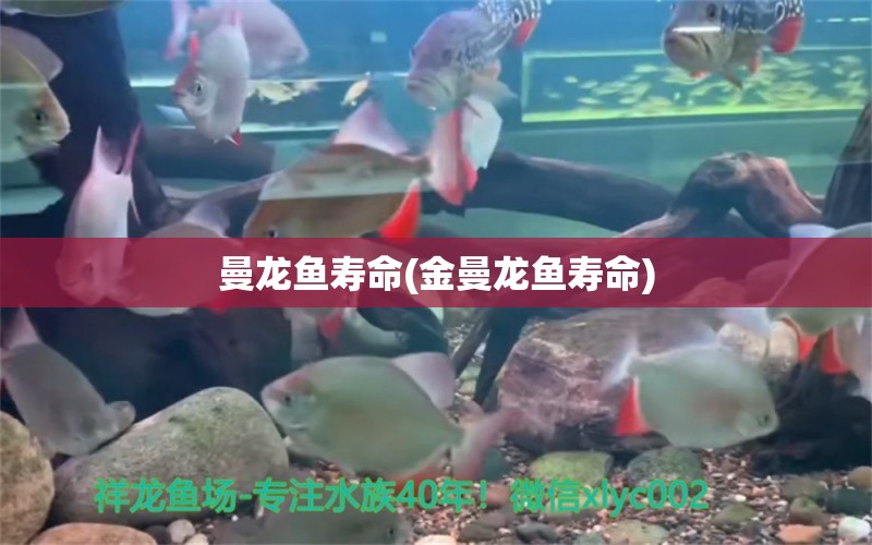 曼龍魚壽命(金曼龍魚壽命)