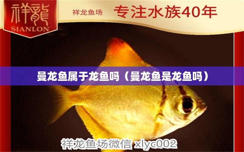 曼龍魚(yú)屬于龍魚(yú)嗎（曼龍魚(yú)是龍魚(yú)嗎）