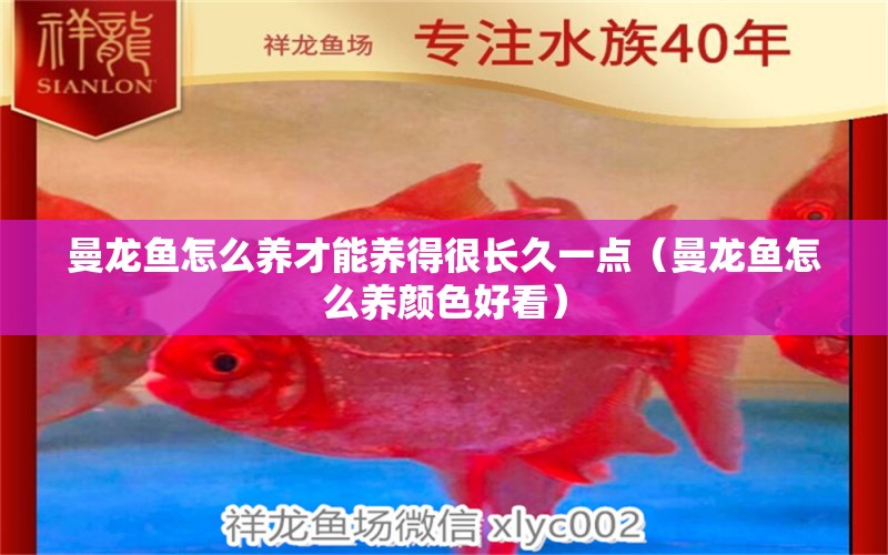 曼龍魚(yú)怎么養(yǎng)才能養(yǎng)得很長(zhǎng)久一點(diǎn)（曼龍魚(yú)怎么養(yǎng)顏色好看） 虎魚(yú)魚(yú)苗