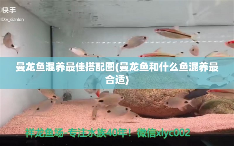 曼龍魚混養(yǎng)最佳搭配圖(曼龍魚和什么魚混養(yǎng)最合適)