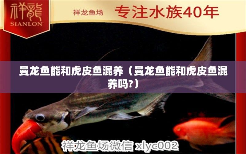 曼龍魚能和虎皮魚混養(yǎng)（曼龍魚能和虎皮魚混養(yǎng)嗎?） 廣州龍魚批發(fā)市場