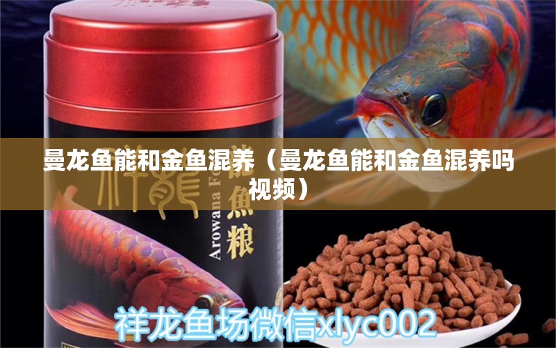 曼龍魚能和金魚混養(yǎng)（曼龍魚能和金魚混養(yǎng)嗎視頻） 廣州龍魚批發(fā)市場(chǎng)