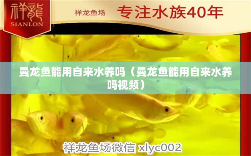 曼龍魚能用自來水養(yǎng)嗎（曼龍魚能用自來水養(yǎng)嗎視頻） 廣州龍魚批發(fā)市場