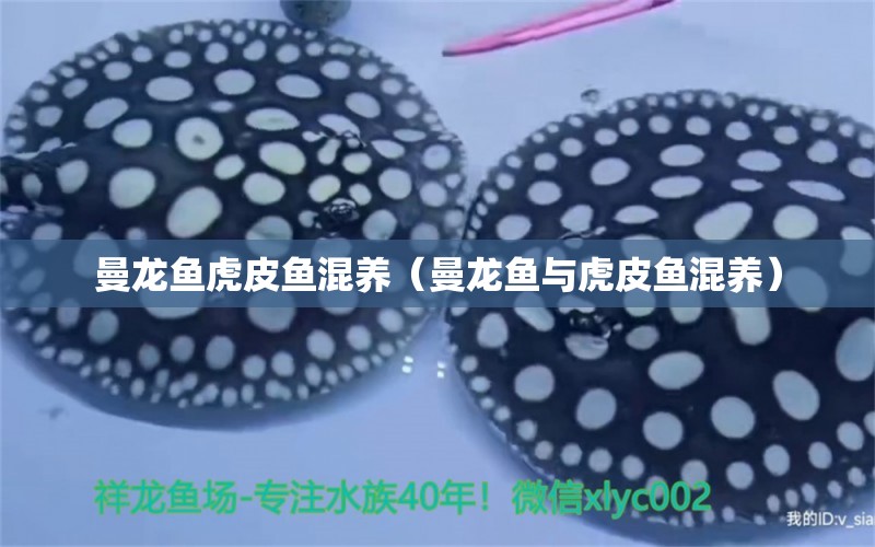 曼龍魚虎皮魚混養(yǎng)（曼龍魚與虎皮魚混養(yǎng)） 廣州龍魚批發(fā)市場