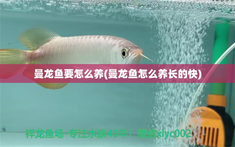 曼龍魚要怎么養(yǎng)(曼龍魚怎么養(yǎng)長的快) 海水魚