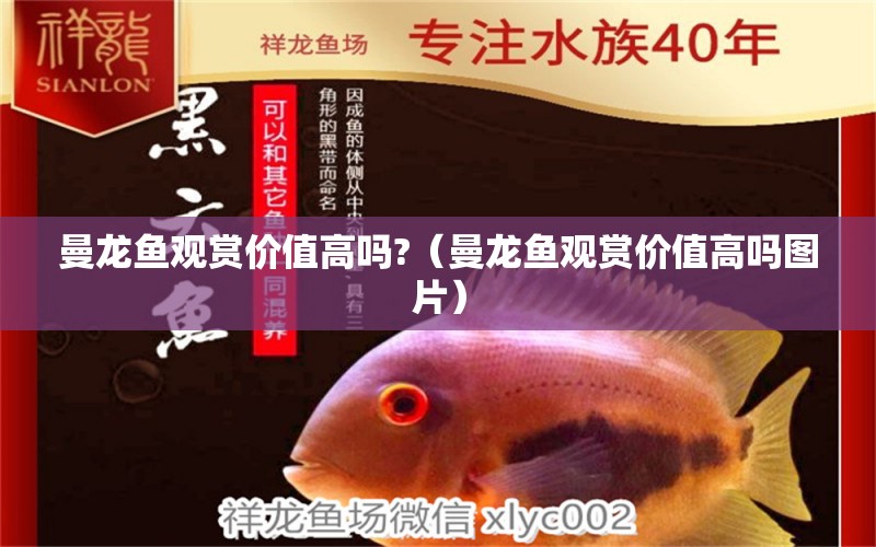 曼龍魚觀賞價(jià)值高嗎?（曼龍魚觀賞價(jià)值高嗎圖片） 廣州龍魚批發(fā)市場(chǎng)