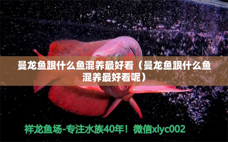 曼龍魚跟什么魚混養(yǎng)最好看（曼龍魚跟什么魚混養(yǎng)最好看呢） 廣州龍魚批發(fā)市場