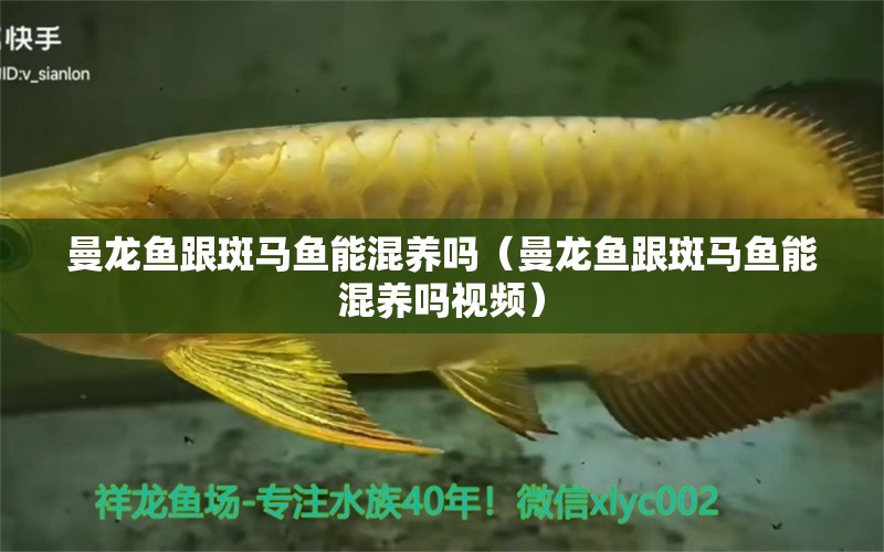 曼龍魚跟斑馬魚能混養(yǎng)嗎（曼龍魚跟斑馬魚能混養(yǎng)嗎視頻） 祥龍魚場