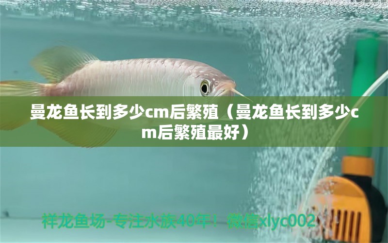 曼龍魚(yú)長(zhǎng)到多少cm后繁殖（曼龍魚(yú)長(zhǎng)到多少cm后繁殖最好） 廣州龍魚(yú)批發(fā)市場(chǎng)