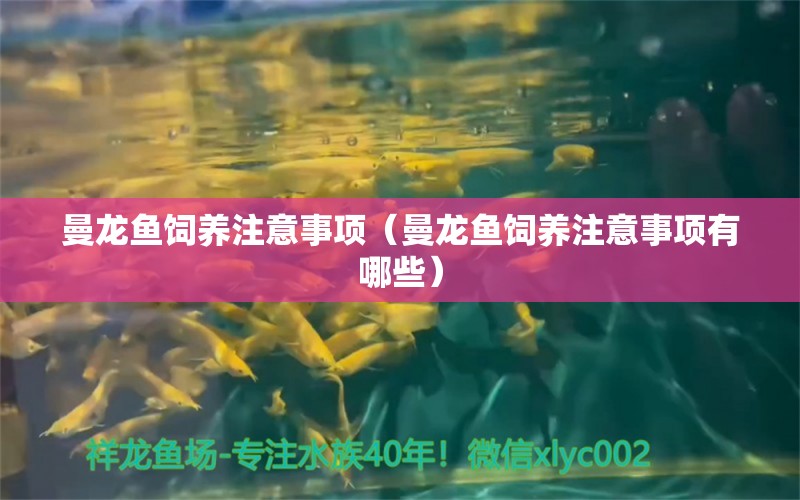 曼龍魚(yú)飼養(yǎng)注意事項(xiàng)（曼龍魚(yú)飼養(yǎng)注意事項(xiàng)有哪些） 廣州龍魚(yú)批發(fā)市場(chǎng)