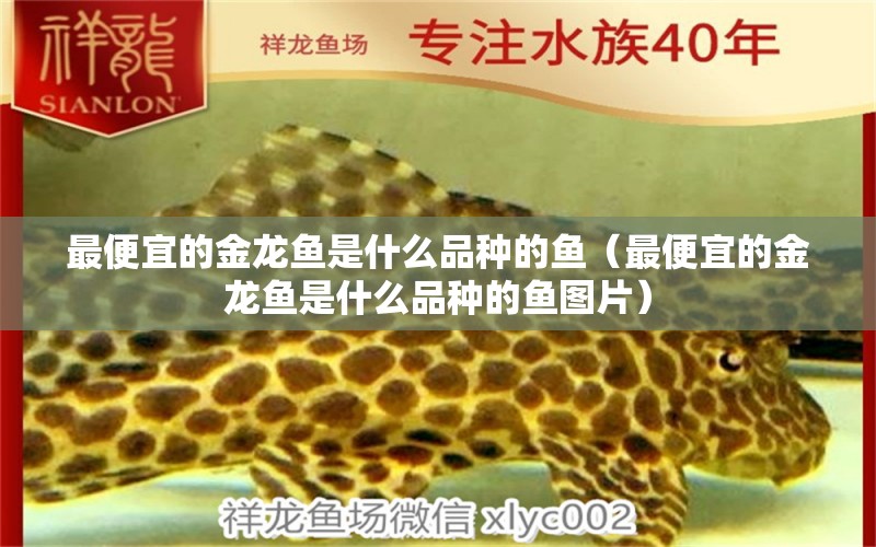 最便宜的金龍魚(yú)是什么品種的魚(yú)（最便宜的金龍魚(yú)是什么品種的魚(yú)圖片）