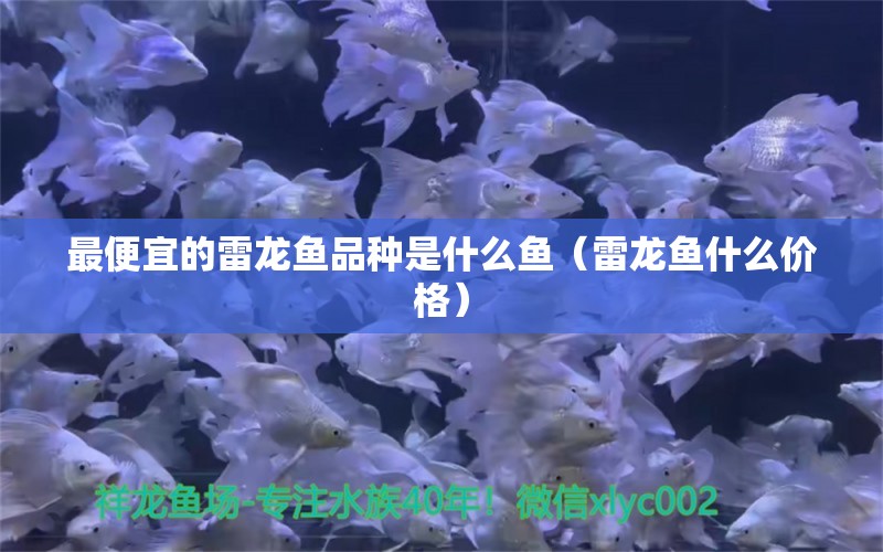 最便宜的雷龍魚品種是什么魚（雷龍魚什么價(jià)格） 龍魚疾病與治療