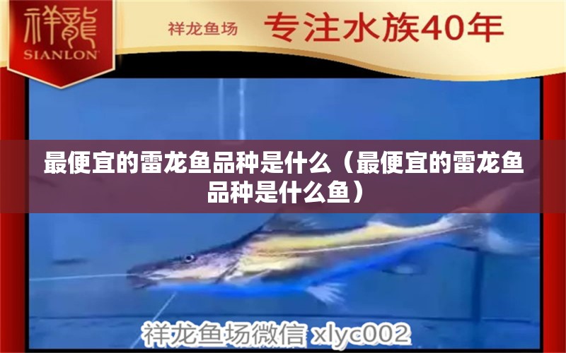 最便宜的雷龍魚品種是什么（最便宜的雷龍魚品種是什么魚） 祥龍水族醫(yī)院