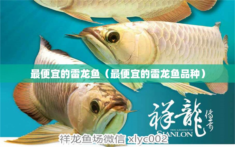 最便宜的雷龍魚（最便宜的雷龍魚品種）