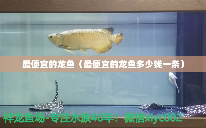 最便宜的龍魚（最便宜的龍魚多少錢一條） 黑白雙星