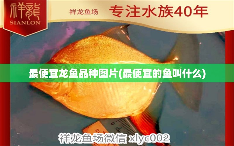 最便宜龍魚品種圖片(最便宜的魚叫什么) 蝴蝶鯉魚苗