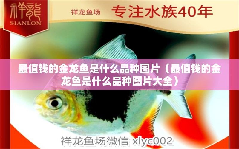 最值錢的金龍魚(yú)是什么品種圖片（最值錢的金龍魚(yú)是什么品種圖片大全）