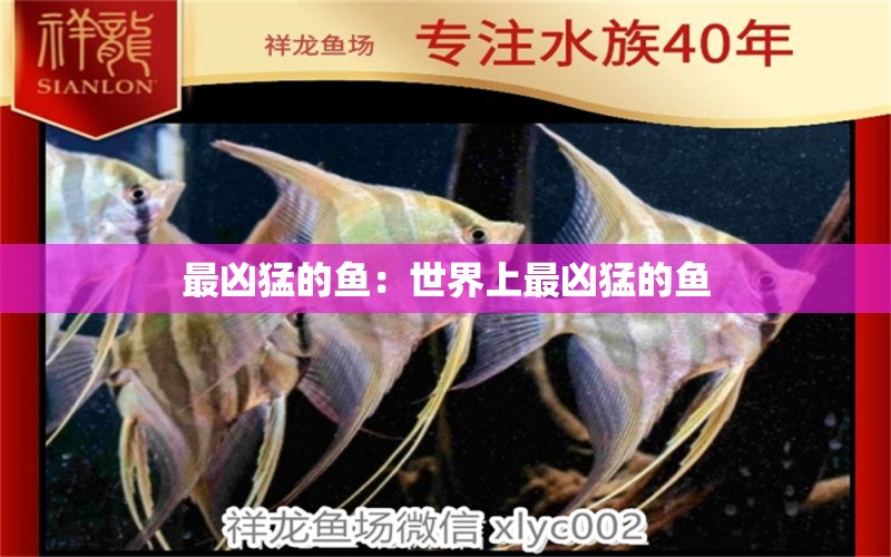 最兇猛的魚：世界上最兇猛的魚