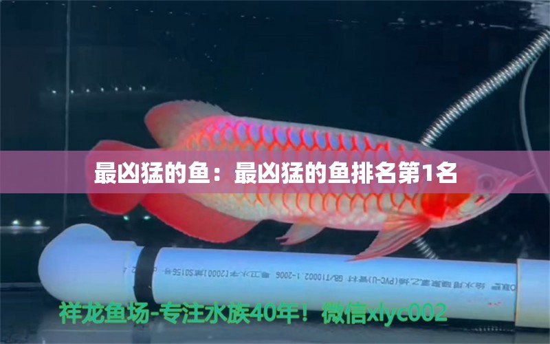 最兇猛的魚：最兇猛的魚排名第1名 帝王血鉆