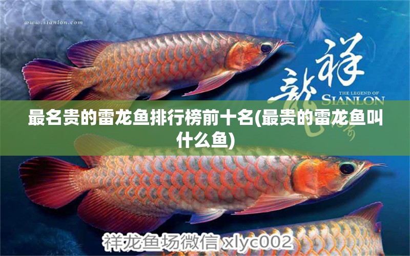 最名貴的雷龍魚排行榜前十名(最貴的雷龍魚叫什么魚) 白子銀版魚苗