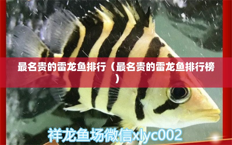 最名貴的雷龍魚排行（最名貴的雷龍魚排行榜） 廣州龍魚批發(fā)市場