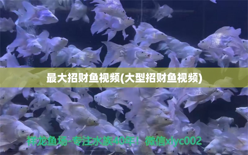 最大招財(cái)魚視頻(大型招財(cái)魚視頻) 觀賞魚 第1張