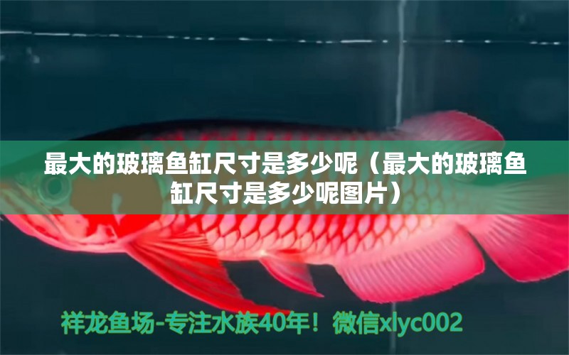 最大的玻璃魚缸尺寸是多少呢（最大的玻璃魚缸尺寸是多少呢圖片）