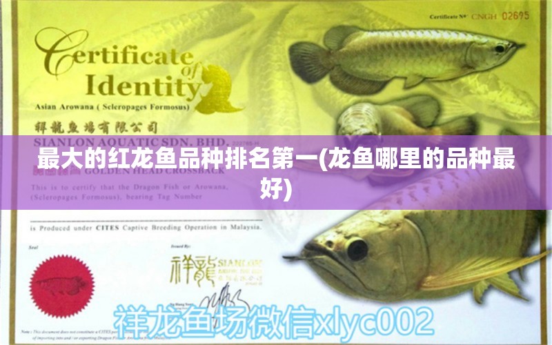 最大的紅龍魚品種排名第一(龍魚哪里的品種最好) 一眉道人魚苗 第1張