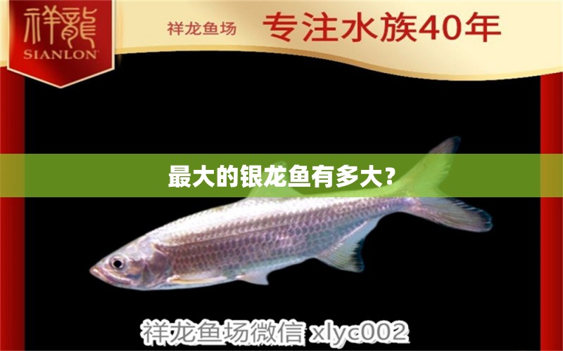 最大的銀龍魚有多大？ 銀龍魚