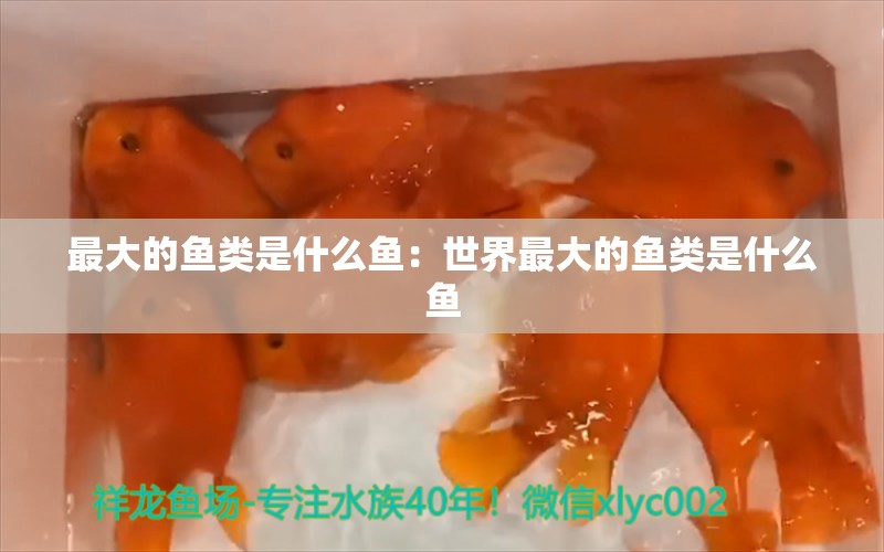 最大的魚類是什么魚：世界最大的魚類是什么魚 慈雕魚