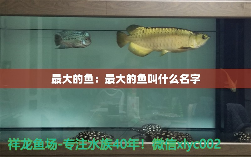 最大的魚：最大的魚叫什么名字 狗仔招財(cái)貓魚