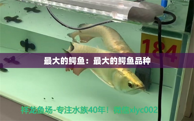 最大的鱷魚：最大的鱷魚品種 黃金鴨嘴魚