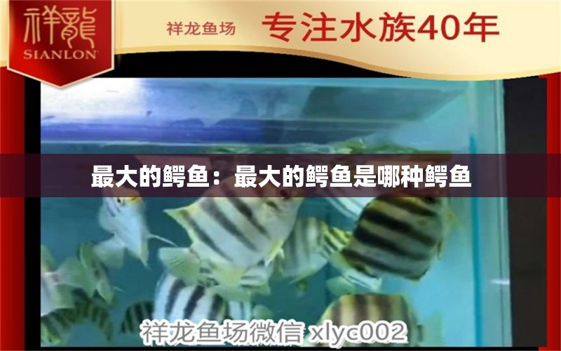 最大的鱷魚：最大的鱷魚是哪種鱷魚 觀賞魚