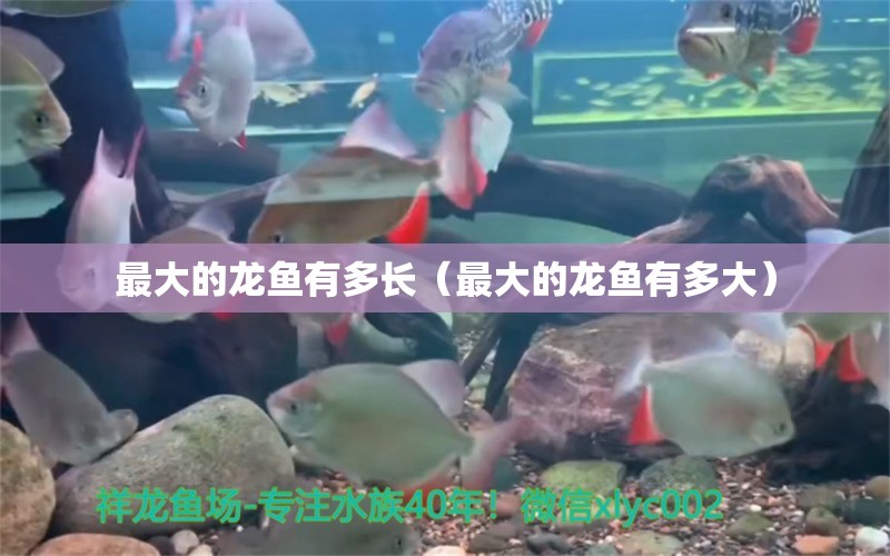 最大的龍魚有多長(zhǎng)（最大的龍魚有多大） 廣州龍魚批發(fā)市場(chǎng)