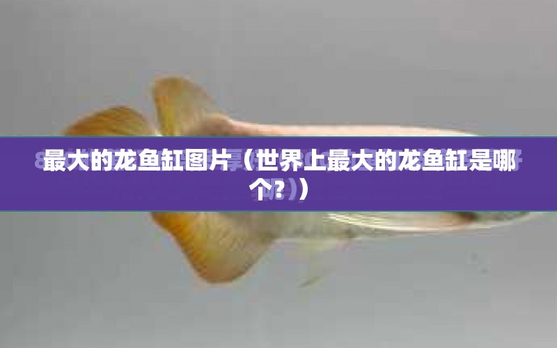 最大的龍魚缸圖片（世界上最大的龍魚缸是哪個？） 水族問答 第1張