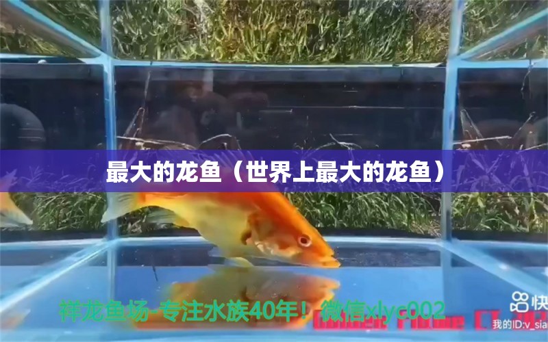 最大的龍魚(yú)（世界上最大的龍魚(yú)） 紅白錦鯉魚(yú)