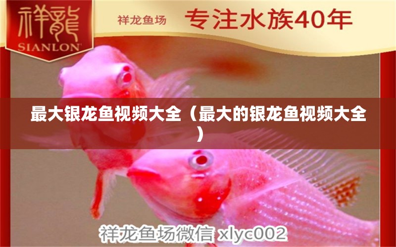 最大銀龍魚視頻大全（最大的銀龍魚視頻大全） 銀龍魚