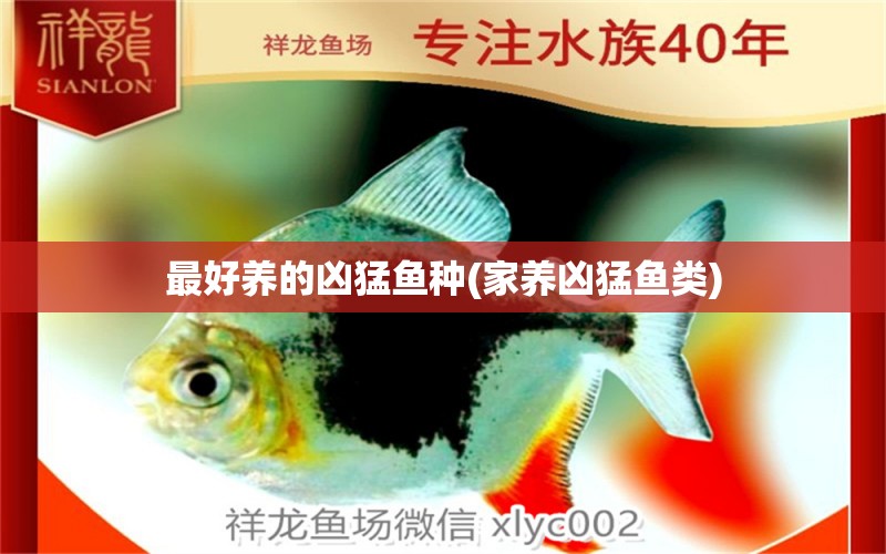 最好養(yǎng)的兇猛魚種(家養(yǎng)兇猛魚類) 泰國(guó)斗魚