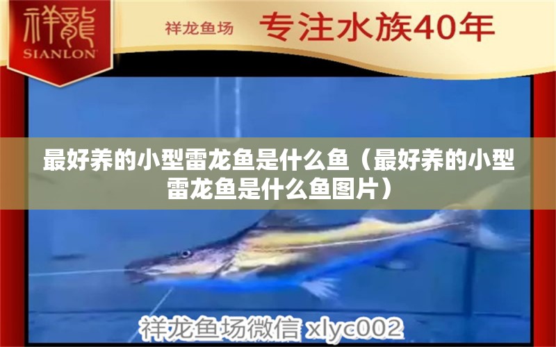 最好養(yǎng)的小型雷龍魚是什么魚（最好養(yǎng)的小型雷龍魚是什么魚圖片） 龍魚疾病與治療