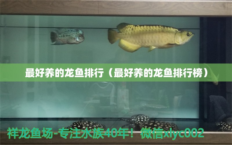 最好養(yǎng)的龍魚排行（最好養(yǎng)的龍魚排行榜） 龍魚疾病與治療