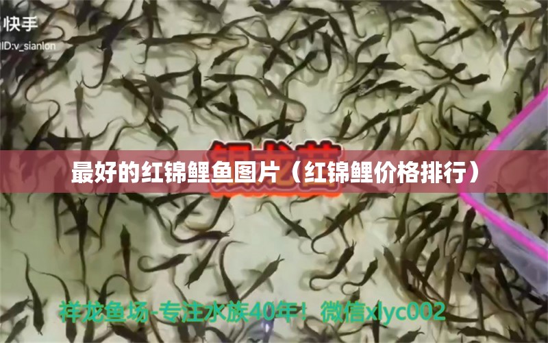 最好的紅錦鯉魚圖片（紅錦鯉價格排行） 星點(diǎn)金龍魚