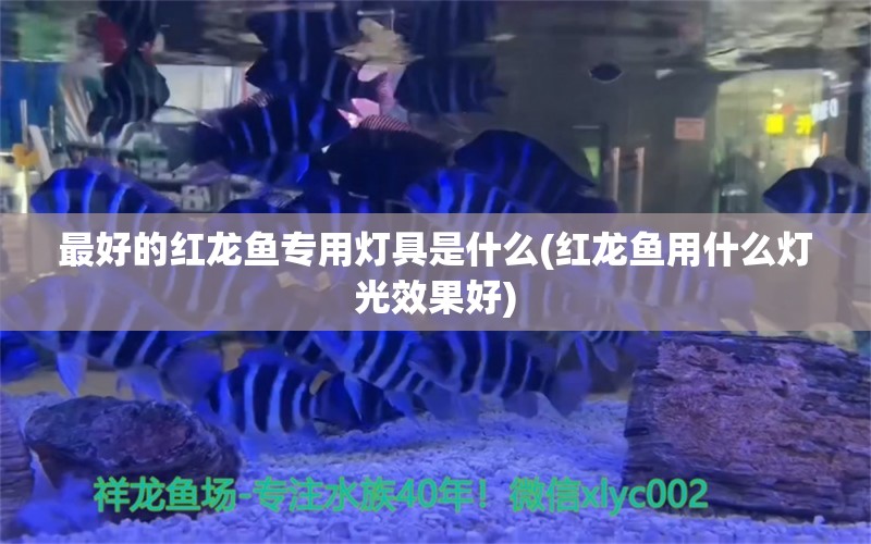 最好的紅龍魚專用燈具是什么(紅龍魚用什么燈光效果好) 虎魚百科