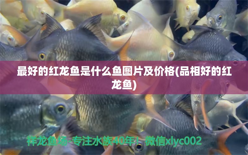 最好的紅龍魚是什么魚圖片及價格(品相好的紅龍魚) 飛鳳魚