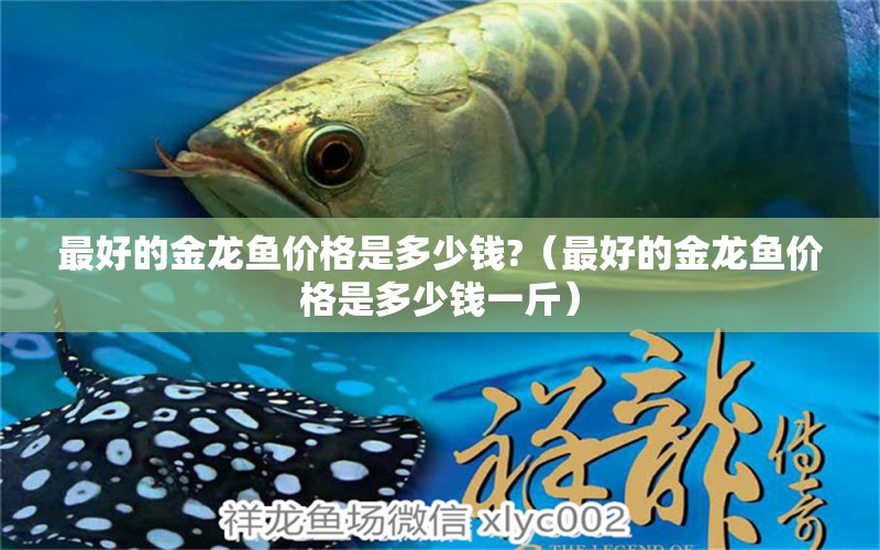 最好的金龍魚價(jià)格是多少錢?（最好的金龍魚價(jià)格是多少錢一斤） 廣州觀賞魚批發(fā)市場