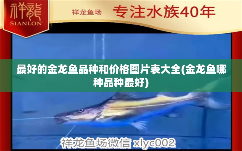 最好的金龍魚品種和價格圖片表大全(金龍魚哪種品種最好) 斑馬鴨嘴魚苗