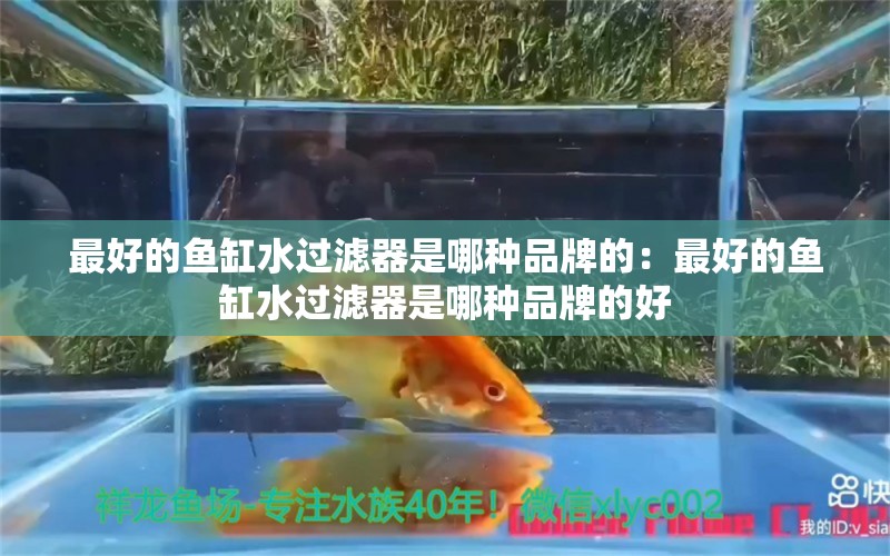 最好的魚缸水過濾器是哪種品牌的：最好的魚缸水過濾器是哪種品牌的好