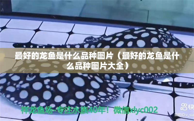 最好的龍魚是什么品種圖片（最好的龍魚是什么品種圖片大全）