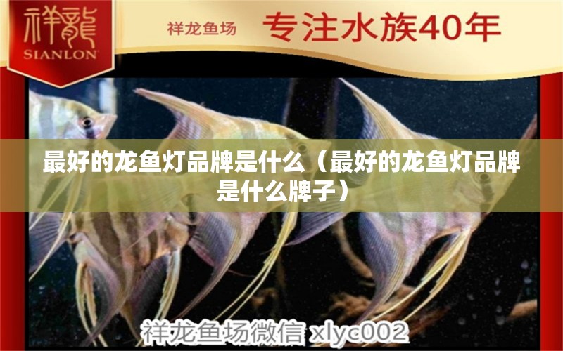 最好的龍魚(yú)燈品牌是什么（最好的龍魚(yú)燈品牌是什么牌子） 白玉紅龍魚(yú)